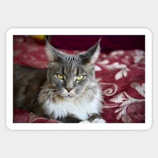 Cat Maine Coon gray / Swiss Artwork Photography Sticker